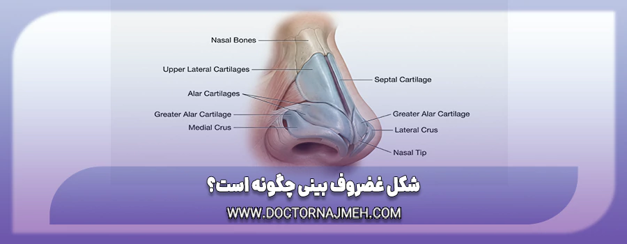 شکل غضروف بینی چگونه است؟