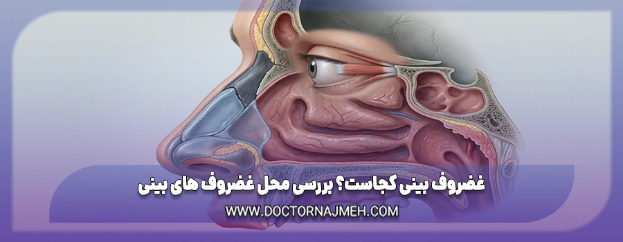 غضروف بینی کجاست؟ بررسی محل غضروف های بینی